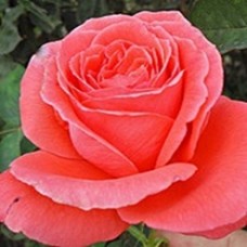 Роза Интерфлора